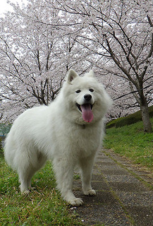 iyo__1704086.jpg
