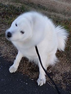 iyo_d1801112.jpg
