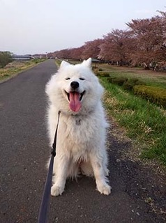 iyo_d1804031.jpg