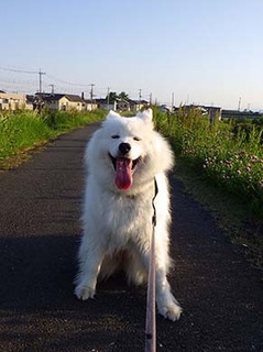 iyo_d1805051.jpg