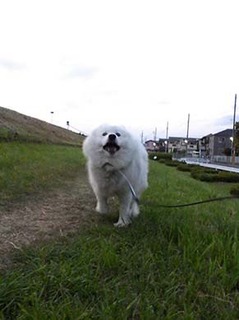 iyo_d1905157.jpg