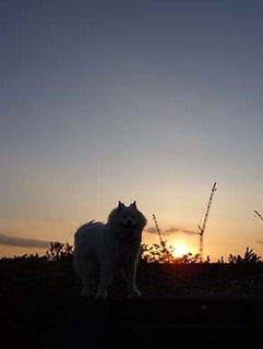 iyo_d1905161.jpg