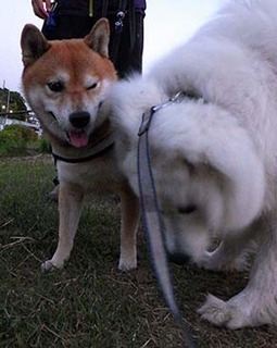 iyo_d19051610.jpg