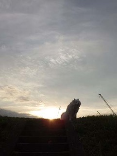 iyo_d1905221.jpg
