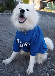 iyo_lions1611073.jpg