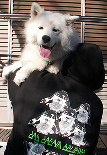 iyo_p1612012.jpg