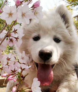 iyo_sakura140414.jpg