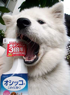 iyo_shikko140704.jpg