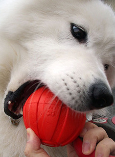 iyoball1611011.jpg