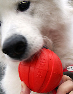 iyoball__161101.jpg