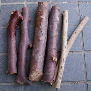 iyobo1501132.jpg