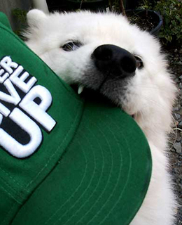 iyocap1407122.jpg