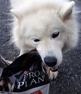 iyofood1711012.jpg