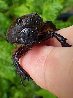 kabuto1907143.jpg