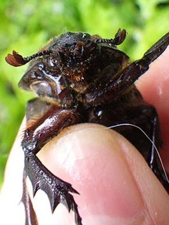 kabuto1907144.jpg