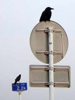 karasu170630.jpg