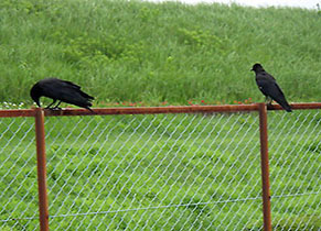 karasu170808.jpg