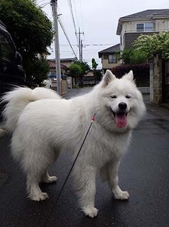 kinjo1806061.jpg