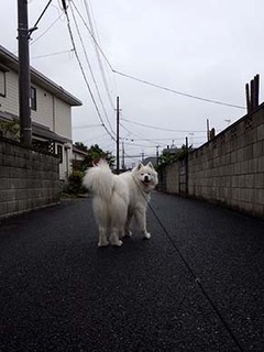 kinjo1806151.jpg