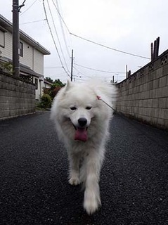 kinjo1806152.jpg