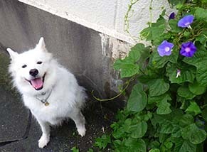 kinjo_i1809152.jpg