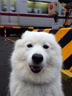 kinjo_i1812171.jpg