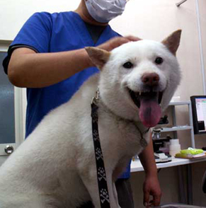 koma1206192.jpg