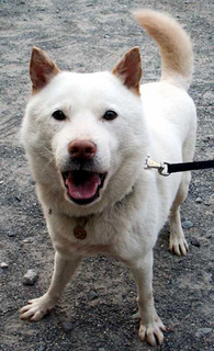 koma12_1506111.jpg