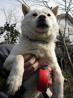 koma170305.jpg
