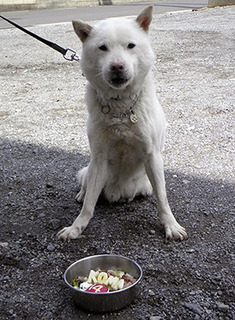 koma1704023.jpg