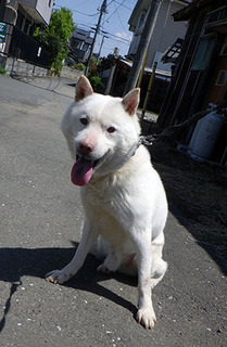 koma170501.jpg