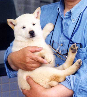 koma2003_150611.jpg
