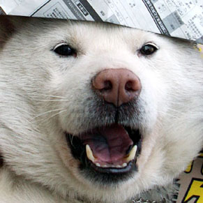 koma_100513.jpg