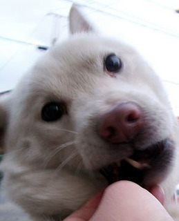 koma_1101222.jpg