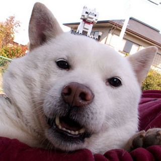 koma_110401.jpg