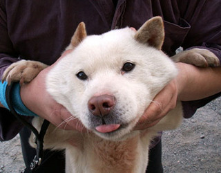 koma_1104192.jpg