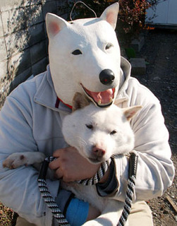 koma_1202051.jpg