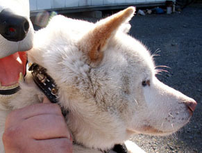 koma_1202052.jpg