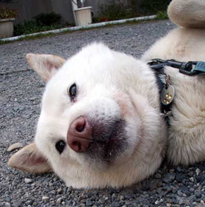 koma_120405.jpg