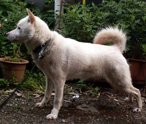 koma_1205301.jpg