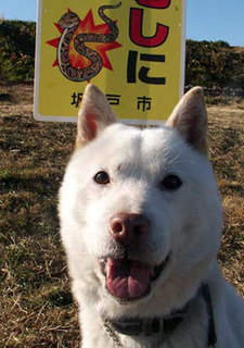 koma_130124.jpg