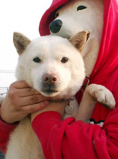 koma_130402.jpg