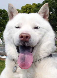 koma_130514.jpg