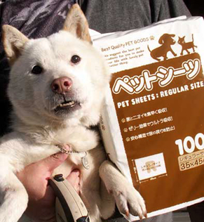 koma_1312111.jpg