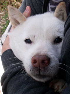 koma_1312112.jpg