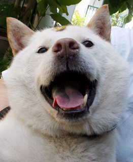 koma_140807.jpg