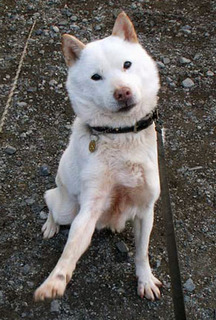 koma_1501291.jpg