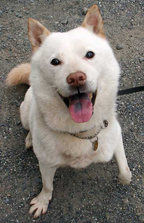 koma_160402.jpg