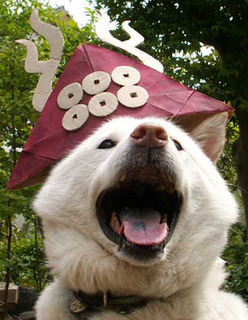 koma_160602.jpg