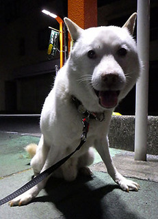 koma_1707142.jpg